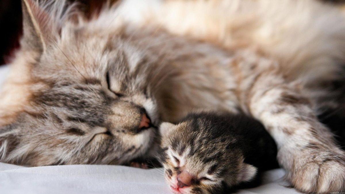 gatos-durmiendo-gatito-pequeno-167318-1-1200x675.jpg